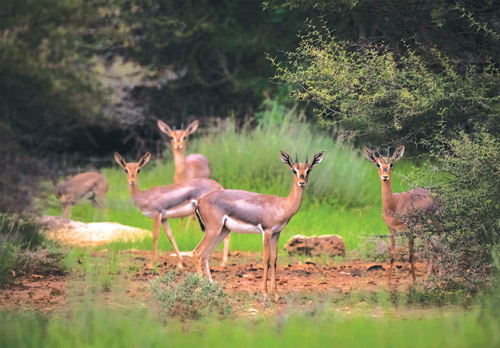 إدراج جزر فرسان في اتفاقية «رامسار» 
