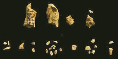 العثور على هيكل طفل عمره 3.5 ملايين سنة في إثيوبيا 