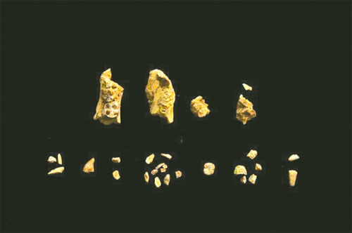 العثور على هيكل طفل عمره 3.5 ملايين سنة في إثيوبيا 