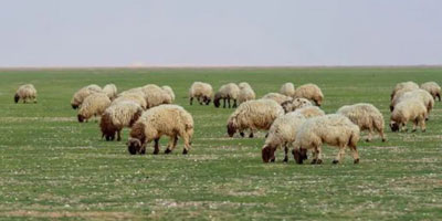 «البيئة» تؤكد أهمية الحد من الرعي الجائر 