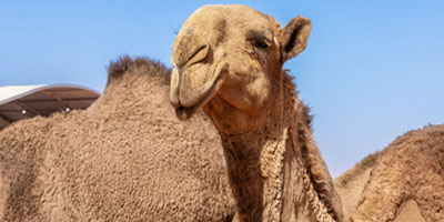 «أصوات الإبل».. لغة فطرية لإرث الصحراء 