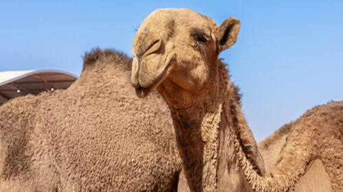 «أصوات الإبل».. لغة فطرية لإرث الصحراء 