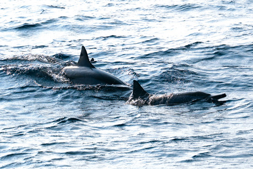 أسراب الدلافين تنعش السياحة البحرية بجزر الليث 