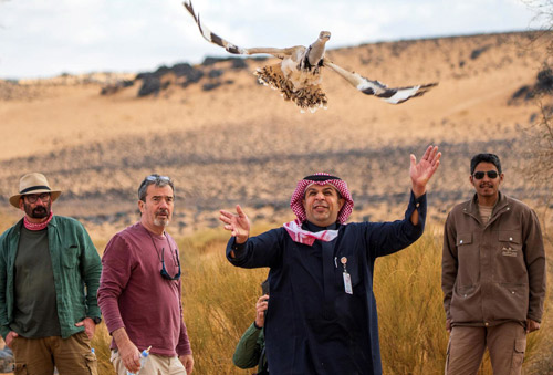 محمية الأمير محمد بن سلمان الملكية تُعيد توطين طائر الحبارى الآسيوي 