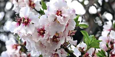 أزهار اللوز تكسو مرتفعات عسير 