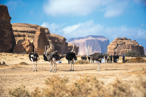 إطلاق أكثر من 10 آلاف كائن فطري ضمن برامج إعادة التوطين 