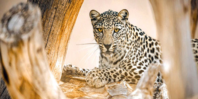 العُلا والنمر العربي.. علاقةٌ وثَّقتها النقوش وحافظت عليها جهود الحاضر 