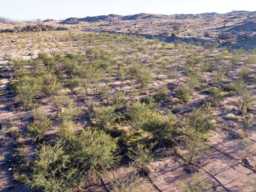 المملكة تحقق إنجازًا بيئيًا نوعيًا بإعادة تأهيل أول مليون هكتار من الأراضي المتدهورة