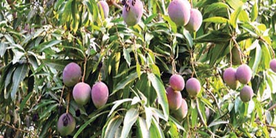 مانجو جازان.. إنتاج متنامٍ يفتح فرصًا واعدة 