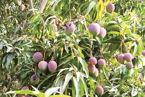 مانجو جازان.. إنتاج متنامٍ يفتح فرصًا واعدة 