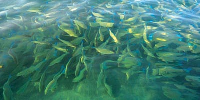 أسماك الحريد بفرسان تُزيِّن المياه والطبيعة الساحرة 