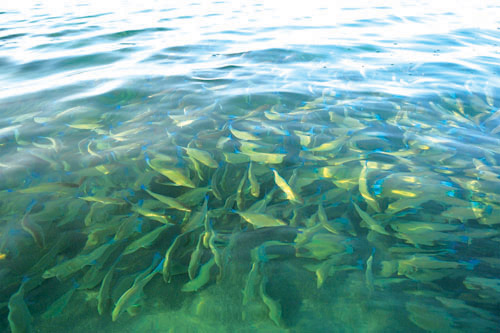 أسماك الحريد بفرسان تُزيِّن المياه والطبيعة الساحرة 