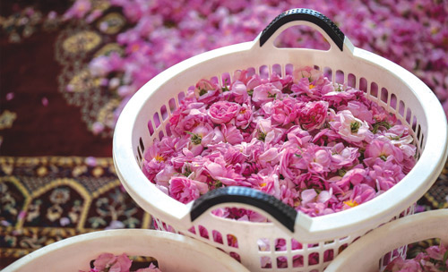 الورد الطائفي ينتج أغلى الزيوت العطرية في العالم 