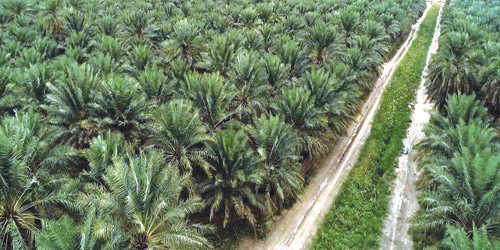 مليون هكتار من الإنجازات... المملكة تؤكد ريادتها العالمية في مجال البيئة 