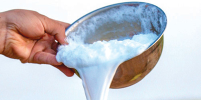 حليب الإبل.. مشروب الربيع في الحدود الشمالية 