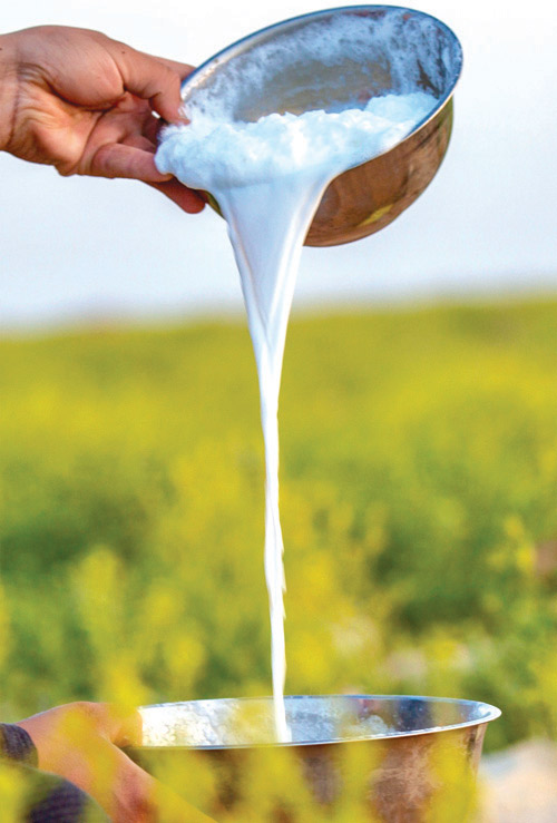 حليب الإبل.. مشروب الربيع في الحدود الشمالية 