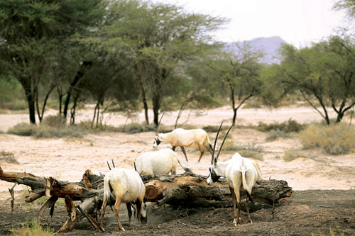جولة الحياة البرية في الحِجر.. تناغم الطبيعة والحياة الفطرية 