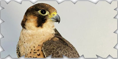 إنجاز سعودي يفك الشفرة الوراثية للصقور ويعزز صونها عالمياً 