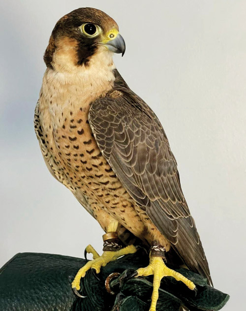 من إرث الصقارة إلى مختبرات الجينوم 