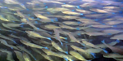 أسراب «سمك الحريد» تظهر على شواطئ فرسان 