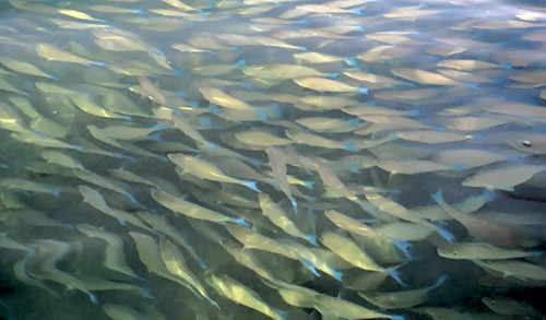 أسراب «سمك الحريد» تظهر على شواطئ فرسان 