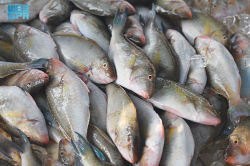 سوق السمك في جزر فرسان.. ركيزة اقتصادية تعكس تنوع الإنتاج واستدامة الثروة البحرية