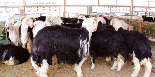 «البيئة» تطرح 5 فرص استثمارية لتعزيز الأنشطة الزراعية والبيئية ودعم قطاع الثروة الحيوانية 