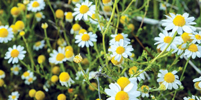 «معيلة الوطني».. وجهات خضراء في قلب الحدود الشمالية 