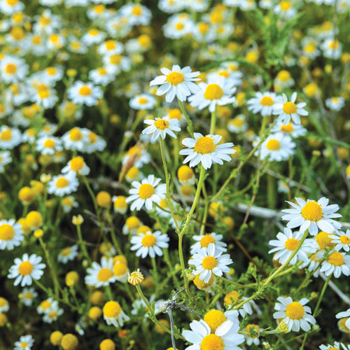 «معيلة الوطني».. وجهات خضراء في قلب الحدود الشمالية 
