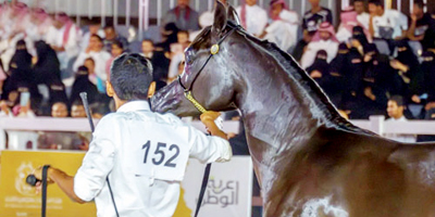 9 آلاف زائر في بطولة الخيل العربية 