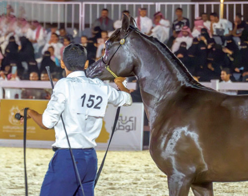 9 آلاف زائر في بطولة الخيل العربية 
