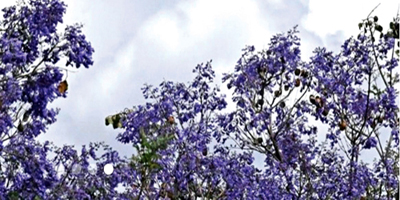 خذاني الشوق 