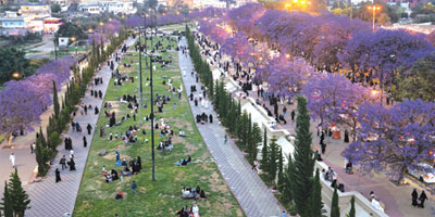 الجاكرندا تستقطب الزوار في أبها 