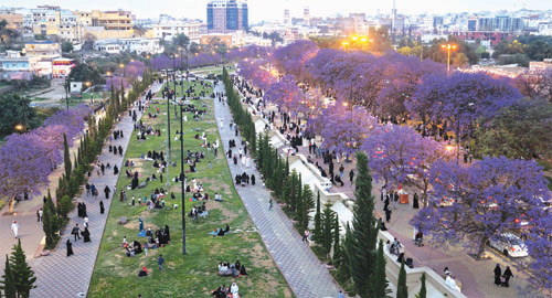 الجاكرندا تستقطب الزوار في أبها 