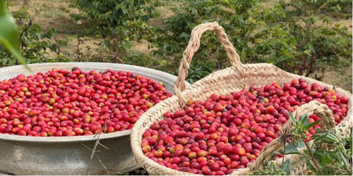 محصول البن في عسير يتجاوز 82 ألف كيلو ويتوسع زراعيًا 