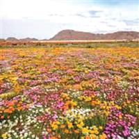 علاقتنا مع الأحلام 