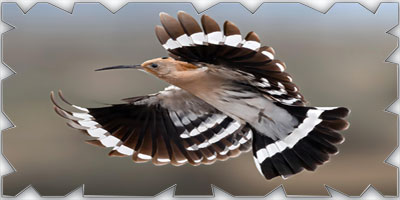 هداهد العرم 