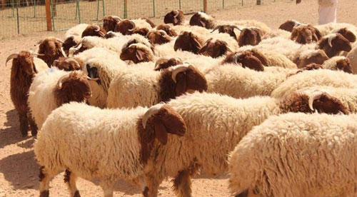 وفرة وتنوع في الأضاحي بأسواق المواشي بمنطقة الجوف 