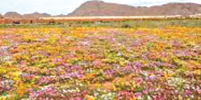 الرجال أنواع 