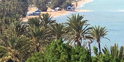 صيف النخل في محافظة أملج 