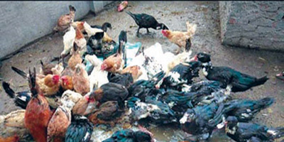 تحريم إطعام الطيور بين البيوت لأضرارها الكثيرة ومفاسدها العظيمة 