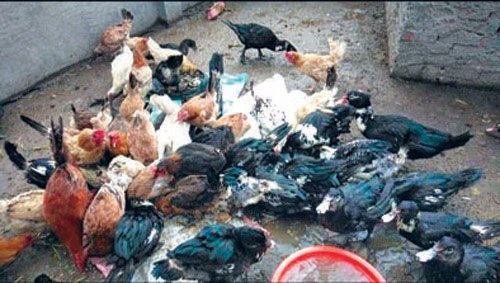 حرمة إطعام الطيور في البيوت