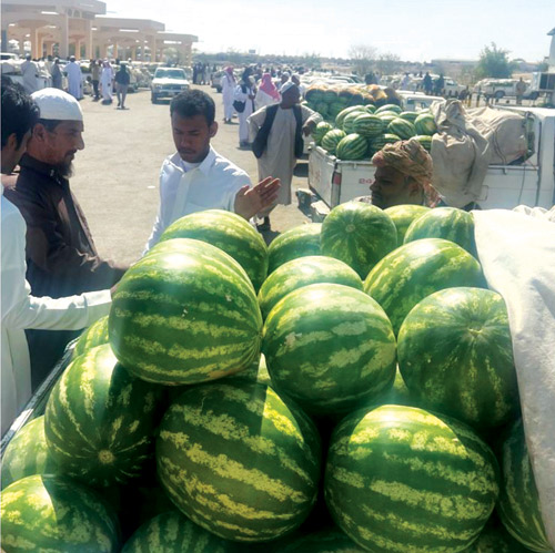 انطلاق موسم الحبحب بساجر 