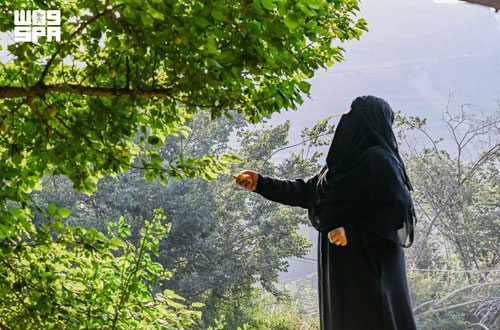 مزارع الفواكه الصيفية بالباحة.. وجهة جاذبة للزوار 