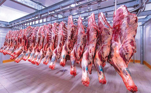 مشروع إنتاج اللحوم