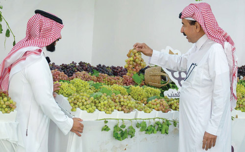«عناقيد الموسم» تختتم رحلتها في القصيم 