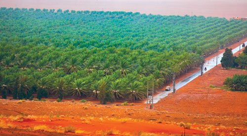 تمور الجوف.. ثروة زراعية تتحول إلى صناعات غذائية متنوعة 